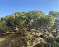 New Build -  - Guardamar del Segura - CENTRO